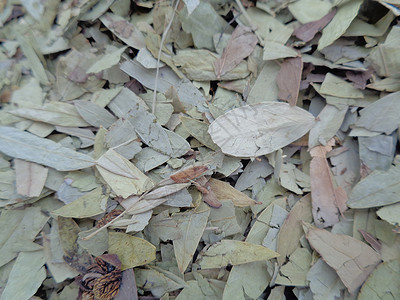 干番泻叶 也称为 daun jati 瓷器 有白色背景 这种叶子通常用作凉茶 此茶清爽 有特殊香气环境药品热带植物阳光便秘食物豆背景图片