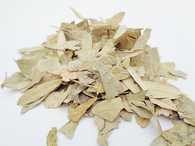 干番泻叶 也称为 daun jati 瓷器 有白色背景 这种叶子通常用作凉茶 此茶清爽 有特殊香气植物食物豆荚泻药便秘决明子热带背景图片