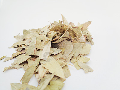 干番泻叶 也称为 daun jati 瓷器 有白色背景 这种叶子通常用作凉茶 此茶清爽 有特殊香气环境阳光食物花草热带泻药草本植背景图片