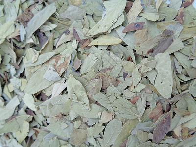 干番泻叶 也称为 daun jati 瓷器 有白色背景 这种叶子通常用作凉茶 此茶清爽 有特殊香气环境泻药药品花草阳光植物豆荚便背景图片