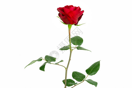 一朵红色花一朵美丽的单朵盛开的红玫瑰创造力图案活力帆布绘画海报周年天空玫瑰婚礼背景