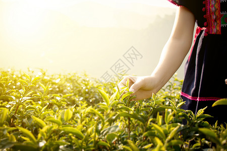 莱州草本植物国家的高清图片