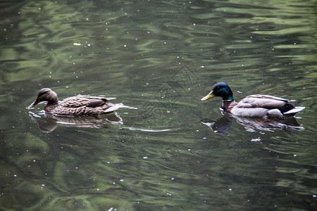 鸭子在城市公园池塘游泳水禽蹼状波浪家禽野鸭飞溅羽毛鸭嘴兽背景图片