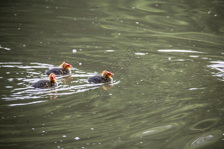 鸭子在城市公园池塘游泳家禽飞溅蹼状鸭嘴兽野鸭羽毛波浪水禽背景图片