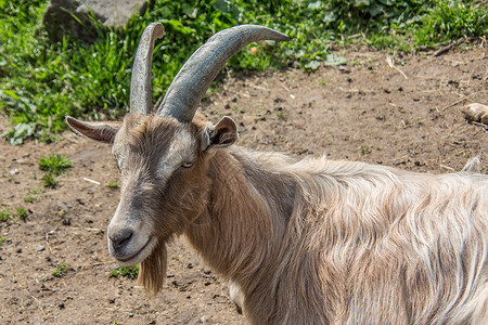 草地上棕褐色的山羊头发绿色胡须宠物羊奶动物毛皮喇叭牛科棕色背景图片