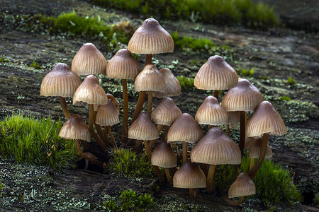 林地真菌蘑菇森林季节宏观食物孢子生长摄影菌类树干食用菌背景图片
