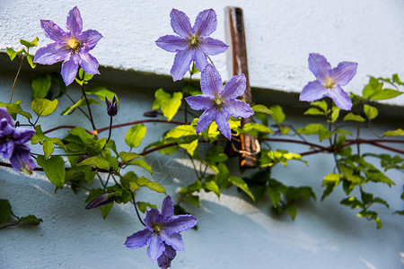 项花球属蓝色的花观赏植物高清图片