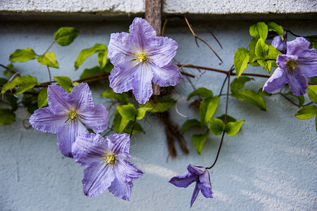 项花球属蓝色的紫罗兰高清图片