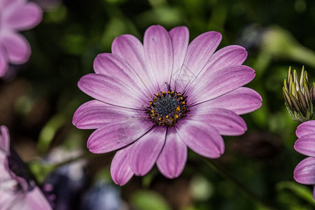 花园中多彩的飞鸟家族雏菊小花射线花坛紫色草地园林白色花卉背景图片
