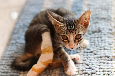 善待他人拯救破伤风猫爪子流浪猫胡须收养短发宠物猫咪小猫家畜兽医背景