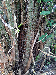 Salak树又名和蛇果 天然背景食物健康饮食美食作物棕榈市场植物菖蒲热带营养背景图片