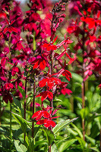带红花的古植物观赏野花绿色红色树叶草地花园草药被褥背景图片