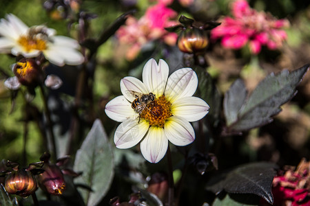 公园中的白色黄屁股花篮绿色花卉雏菊园林小花花坛家族草地射线背景图片