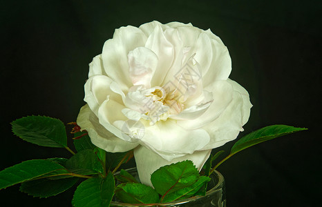 白色玫瑰花园季节背景图片
