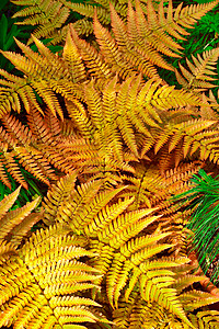 费尔恩斯 Ferns花朵花园园艺植物背景图片