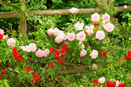 粉红玫瑰花朵植物学园艺花园背景图片