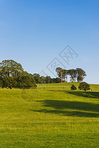 可克达拉市Dallam公园开放的公园园地 在英国坎布里亚市Milnthorpe 阳光明媚的夜晚树木农业乡村风景牧场草地场景晴天绿地田园背景
