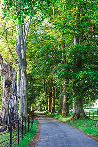 拉差纳达拉姆穿越达拉姆公园庄园的Sunlit赛道 英格兰坎布里亚晴天小路英语栏杆阳光季节自然风景绿色场景背景