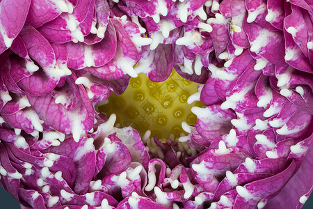 莲体信仰植物群宗教紫色宏观花瓣黄色雄蕊背景图片