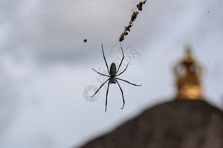 网络上的毒蜘蛛 大蜘蛛在 ne球网花园昆虫女性异国荒野情调蛛网危险野生动物背景