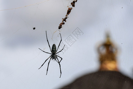 网络上的毒蜘蛛 大蜘蛛在 ne荒野蛛网野生动物编织丝绸女性天空毒液球体情调背景