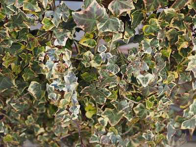 常春藤植物背景植被空白绿色植物绿色叶子树叶背景图片