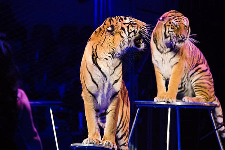 老虎表演老虎在马戏场表演耍花招荒野条纹哺乳动物展示培训师艺术家捕食者马戏团危险背景