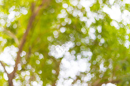 背景树的抽象模糊散景光装饰品树叶绿色季节自由背景图片