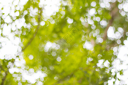 背景树的抽象模糊散景光装饰品树叶季节自由绿色背景图片