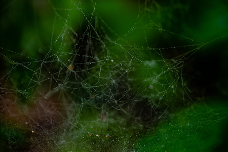 森林中的蜘蛛网荒野绿色蜘蛛木头网络背景图片