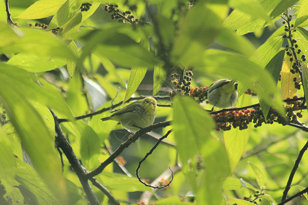 小太阳鸟在树枝上衬套女性鸟类宏观橙子动物野生动物寂寞荒野紫色背景图片