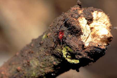 红蜘蛛在树枝上螨虫动物漏洞甲虫笨蛋小动物蜘蛛宏观雨虫昆虫背景图片