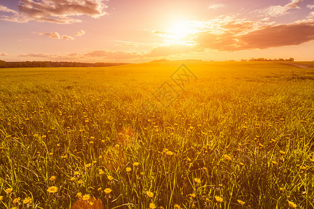 日出的花朵太阳升起或日落 在覆盖着黄花朵的田地上爬坡风景田园黄色风光天空辉光天堂蒲公英地平线背景