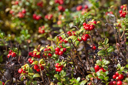 森林中的草莓树空地采摘收成浆果生产树叶森林红色地面宏观背景图片