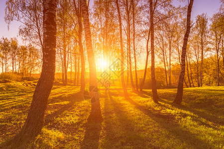 格林德沃日出或日落 在春天的树林中 阳光照耀土地辉光团体森林极乐横梁全景春林桦木野生动物背景
