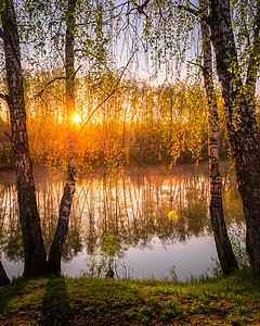 在池塘附近的小树叶中 太阳升起或日落墙纸风景镜子树干光束阴霾金子阳光桦木反射背景图片