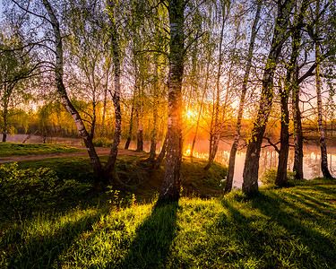 在池塘附近的小树叶中 太阳升起或日落墙纸土地风景光束叶子树干阳光倒影荒野桦木背景图片