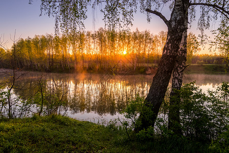 在池塘附近的小树叶中 太阳升起或日落金子光束桦木树干阴霾镜子阳光薄雾反射倒影背景图片