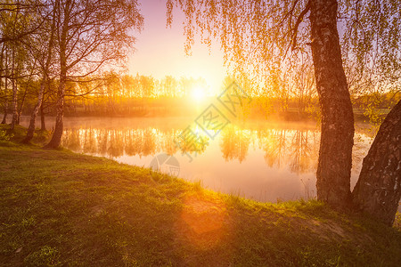 在池塘附近的小树叶中 太阳升起或日落镜子薄雾墙纸倒影阳光桦木土地金子树林射线背景图片