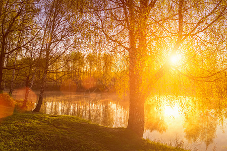 在池塘附近的小树叶中 太阳升起或日落光束镜子阳光薄雾树干风景叶子荒野阴霾反射背景图片