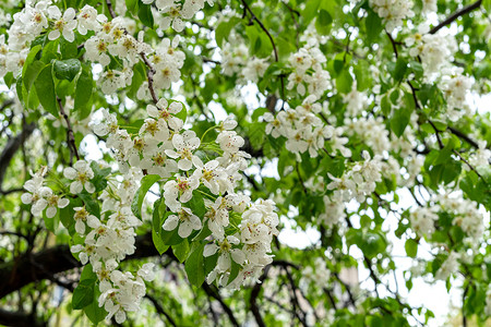 春雨后绿树叶背景的白梨色 颜色背景图片
