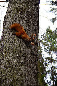 长吻松鼠长着坚果的松松鼠从树上冲下绿色哺乳动物羊毛红色公园野生动物尾巴生物荒野动物背景
