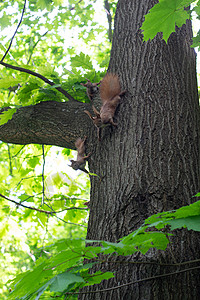 树上松鼠松鼠家族在树上玩得开心冒充妈妈坚果尾巴公园树干爪子荒野栖息地动物背景