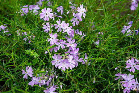 带小绿叶的小紫花朵背景图片