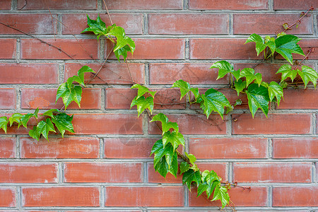 砖墙上的野葡萄绿枝植物学花园季节文本生长绿色建筑树叶自由空间植物群背景图片