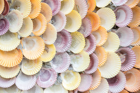 wal 上海贝壳装饰的质感艺术房子白色海洋假期旅行蓝色海滩收藏背景图片