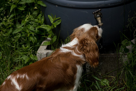 查理王骑士猎犬雨箱式水龙头的猎犬饮料背景