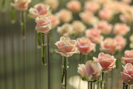 玫瑰花粉色花朵背景图片
