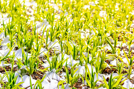 春天的鲜花绿芽季节郁金香植物群花瓣天气自然阳光植物木头花朵背景图片