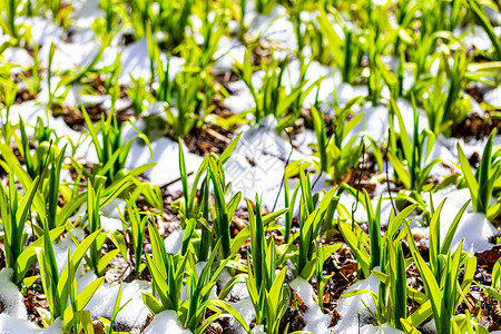 春天的鲜花绿芽降雪天气图片植物群花园郁金香花瓣花朵植物木头背景图片